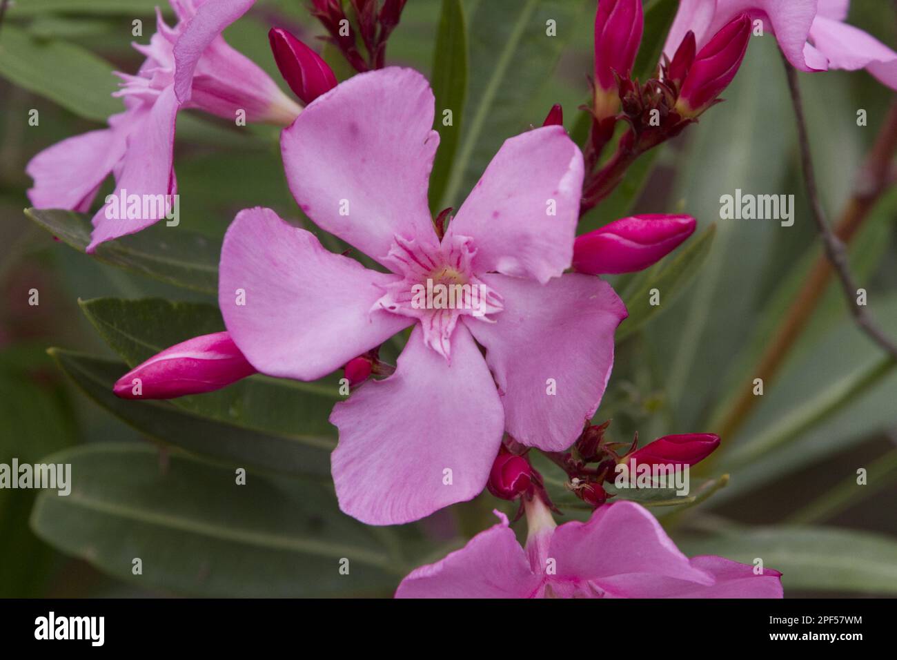 Oleander flower, Nerium oleander Stock Photo Alamy