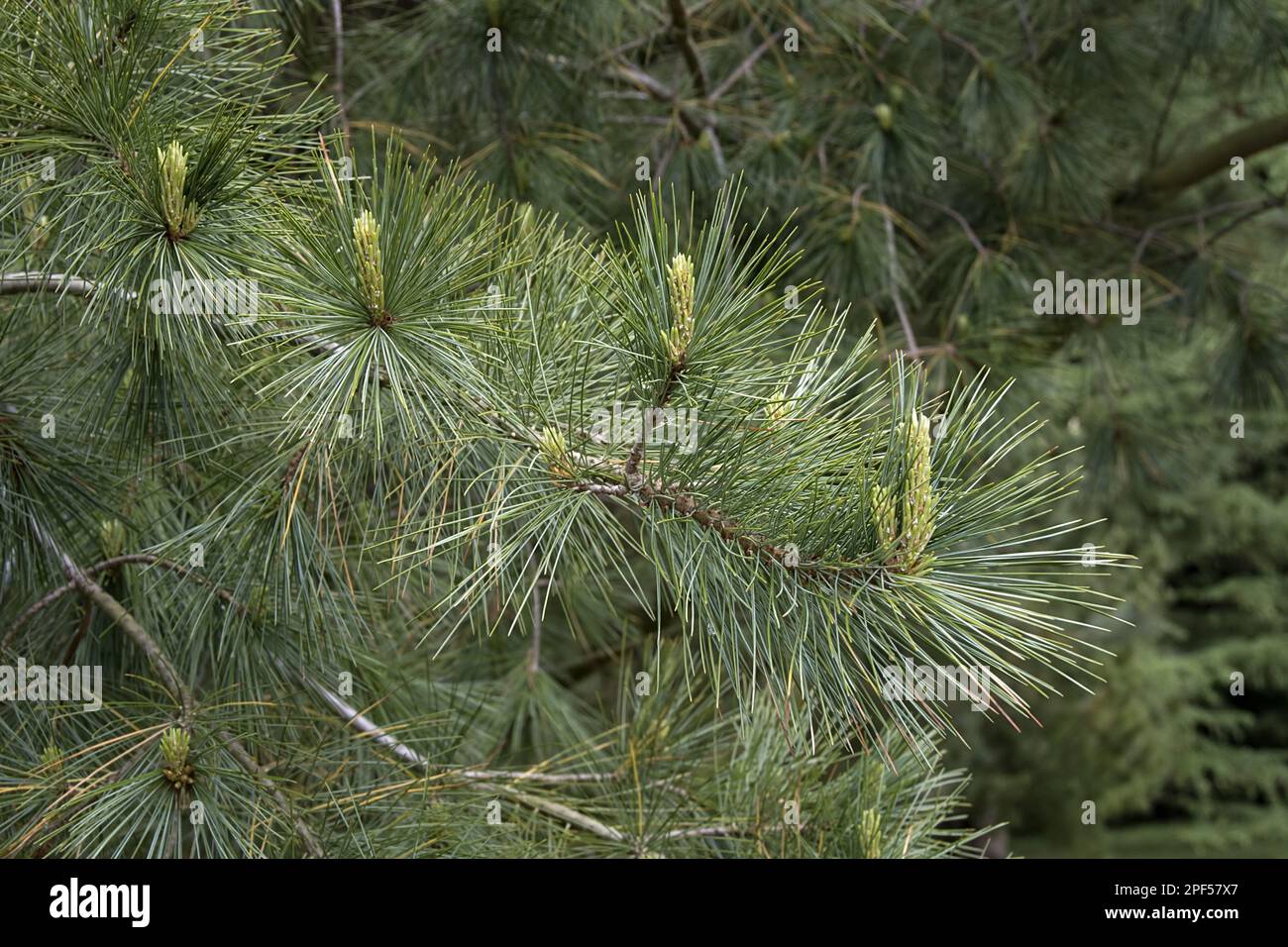 White or Weymouth pine leaf with young shoots Stock Photo