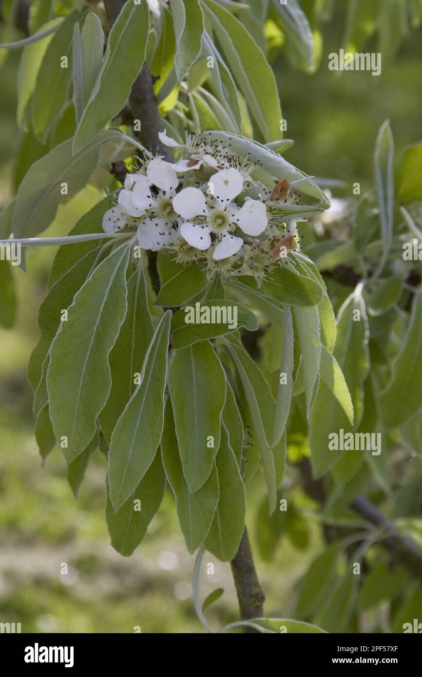 Flower and leaf of (Pyrus) nivalis Stock Photo