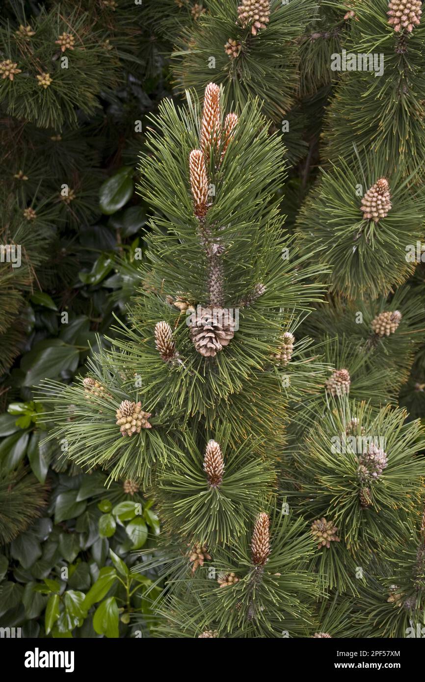 (Pinus) heldreichii, Pinus leucodermis Stock Photo