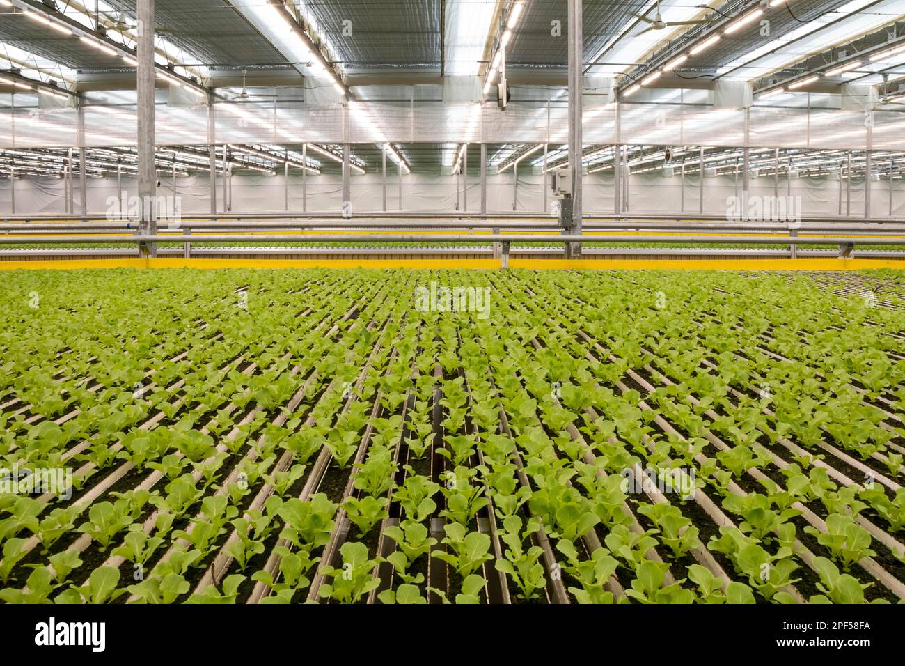 highly automated hydroponic farm which grows lettuce in a huge