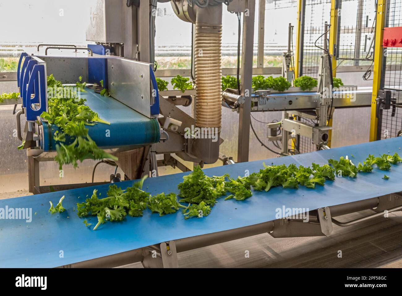 highly automated hydroponic farm which grows lettuce in a huge