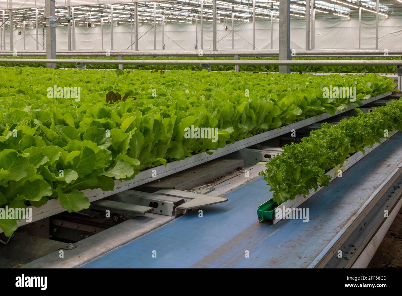 highly automated hydroponic farm which grows lettuce in a huge