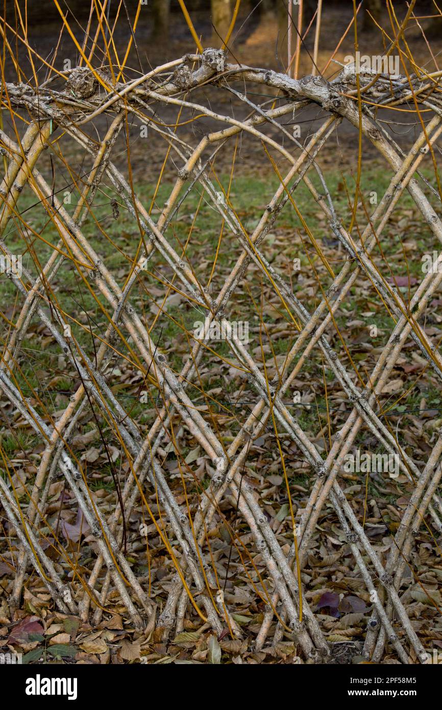 Living willow fences sprouting dordogne france stock photo alamy