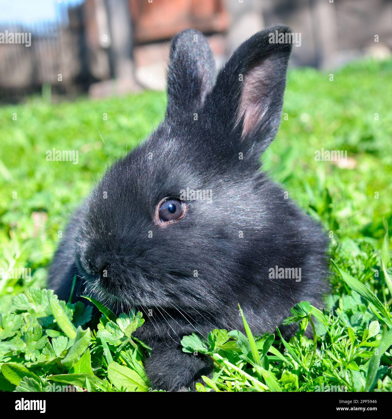 Little rabbit on green grass background Stock Photo - Alamy