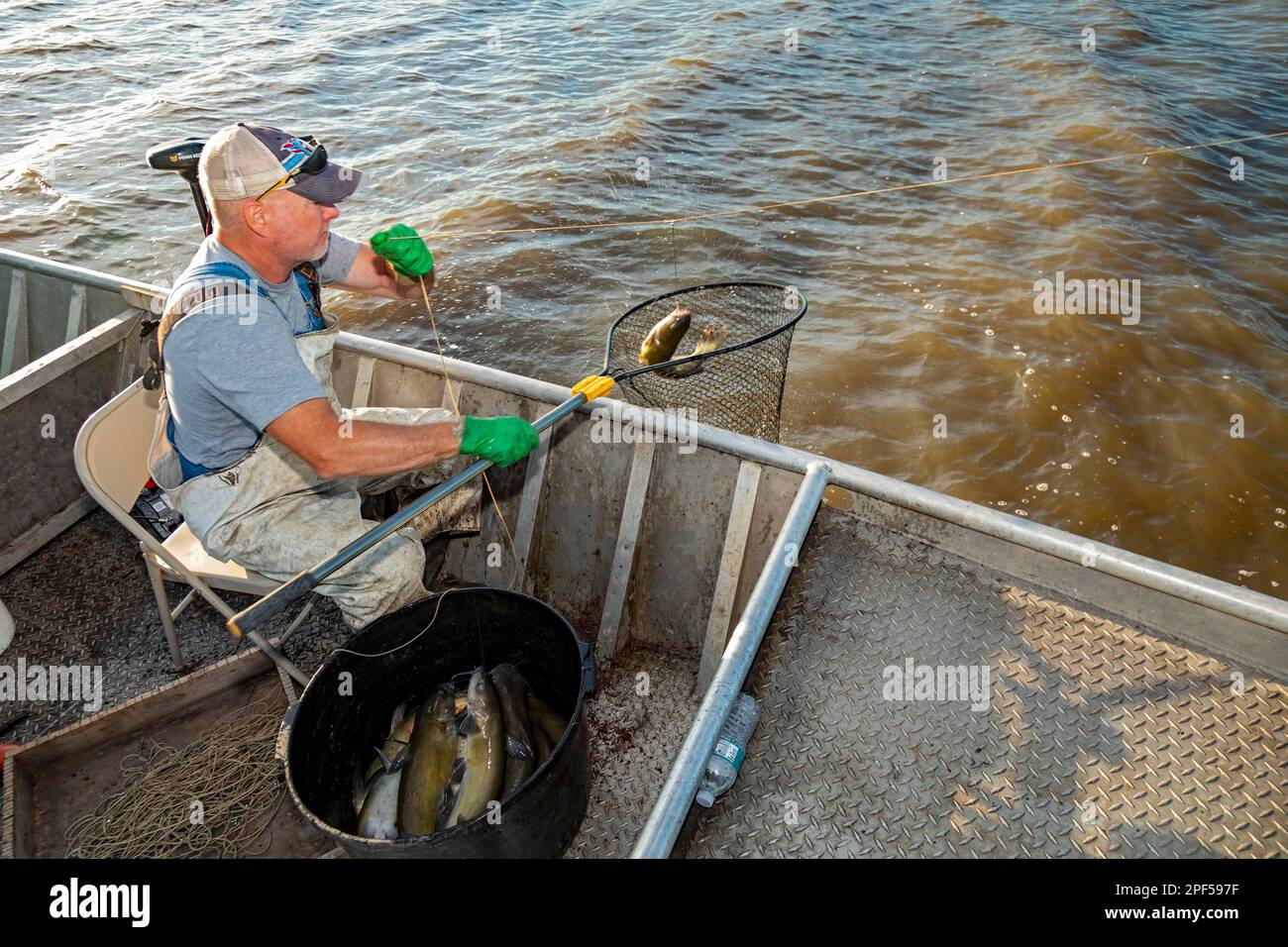 https://c8.alamy.com/comp/2PF597F/peoria-illinois-dave-buchanan-fishes-for-catfish-on-the-illinois-river-he-uses-a-trotline-a-long-line-from-which-a-hundred-or-more-baited-hooks-2PF597F.jpg