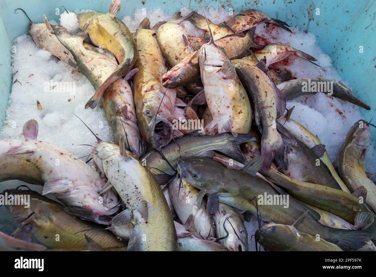 Catfish caught hi-res stock photography and images - Alamy