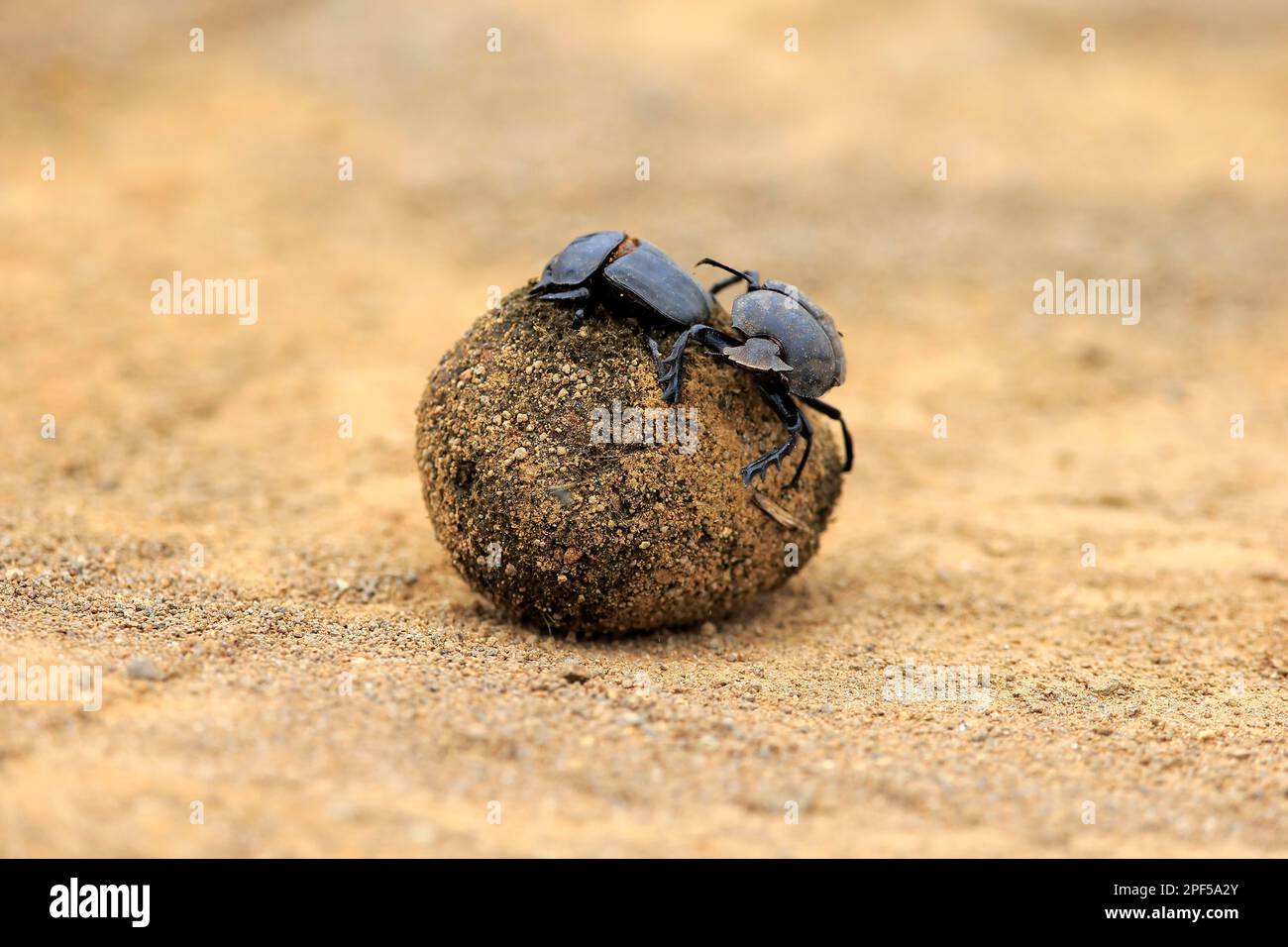 Dung beetle (Scarabaeus sacer), adult pair rolling elephant dung to lay eggs, Isimangaliso Wetland Park, Kwazulu Natal, dung beetle Stock Photo