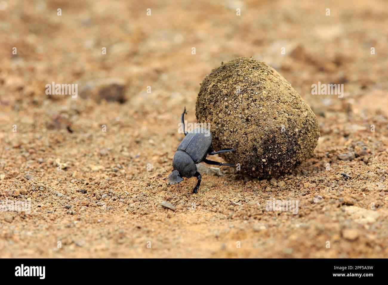 Dung beetle (Scarabaeus sacer), adult rolling elephant dung to lay eggs, Isimangaliso Wetland Park, Kwazulu Natal, dung beetle Stock Photo