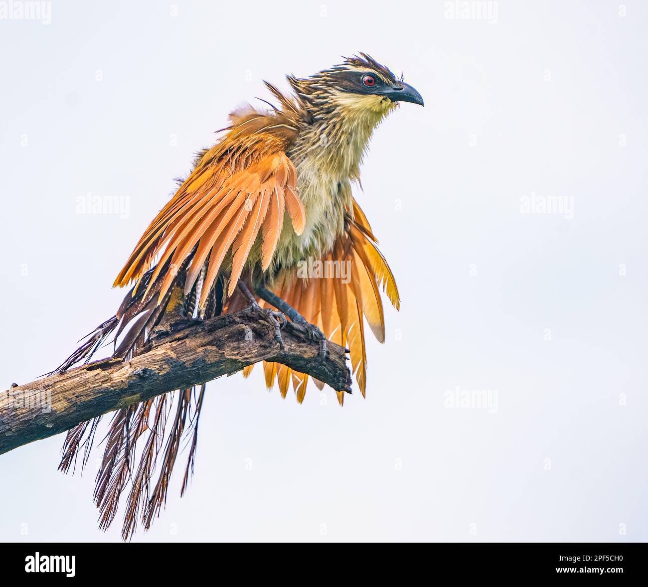 White neck underparts hi-res stock photography and images - Alamy