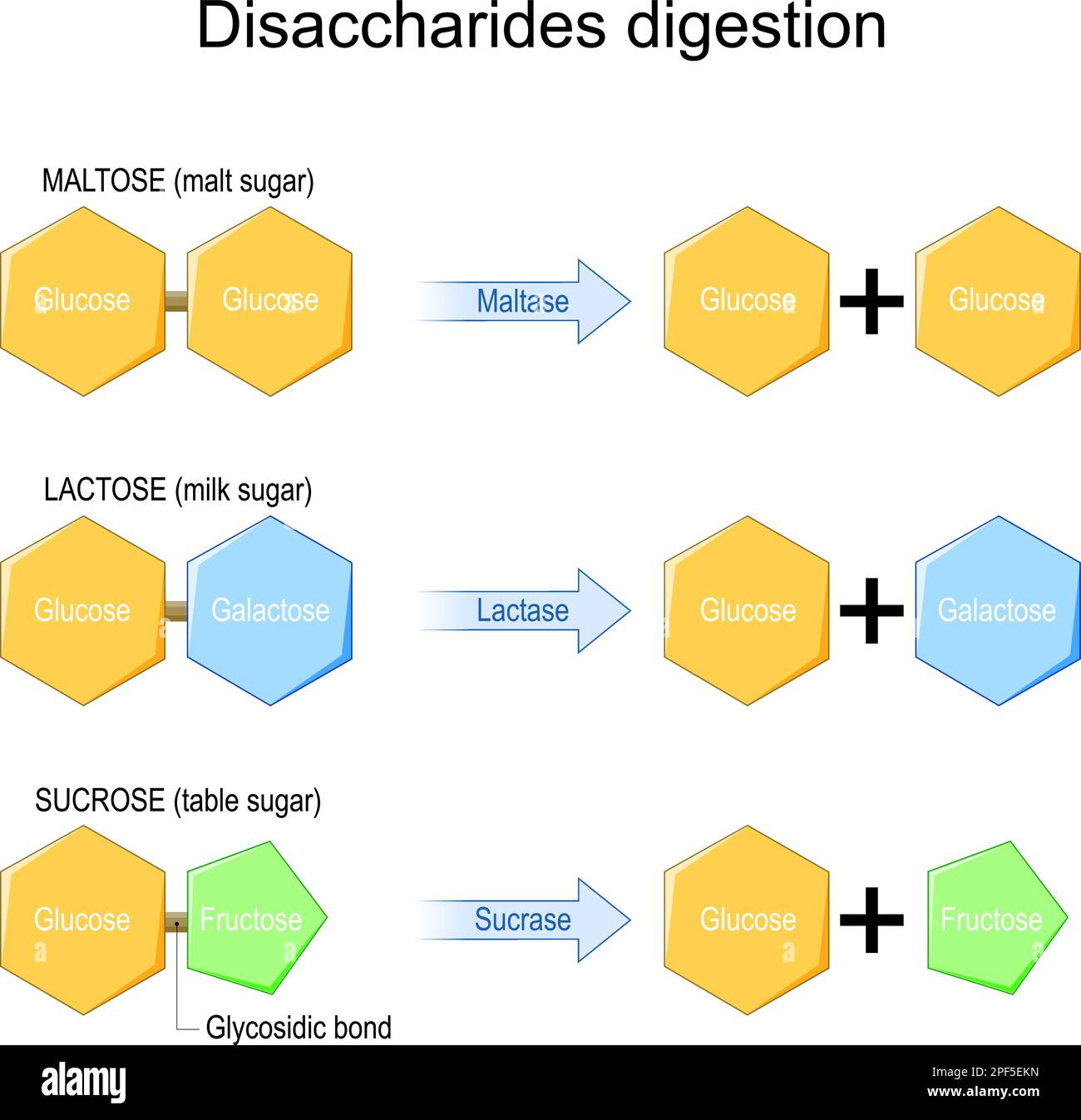Disaccharides digestion. Enzymes effect on disaccharides molecules. chemical reaction. sucrose, lactose, maltose, and Fructose, Galactose, and Glucose Stock Vector
