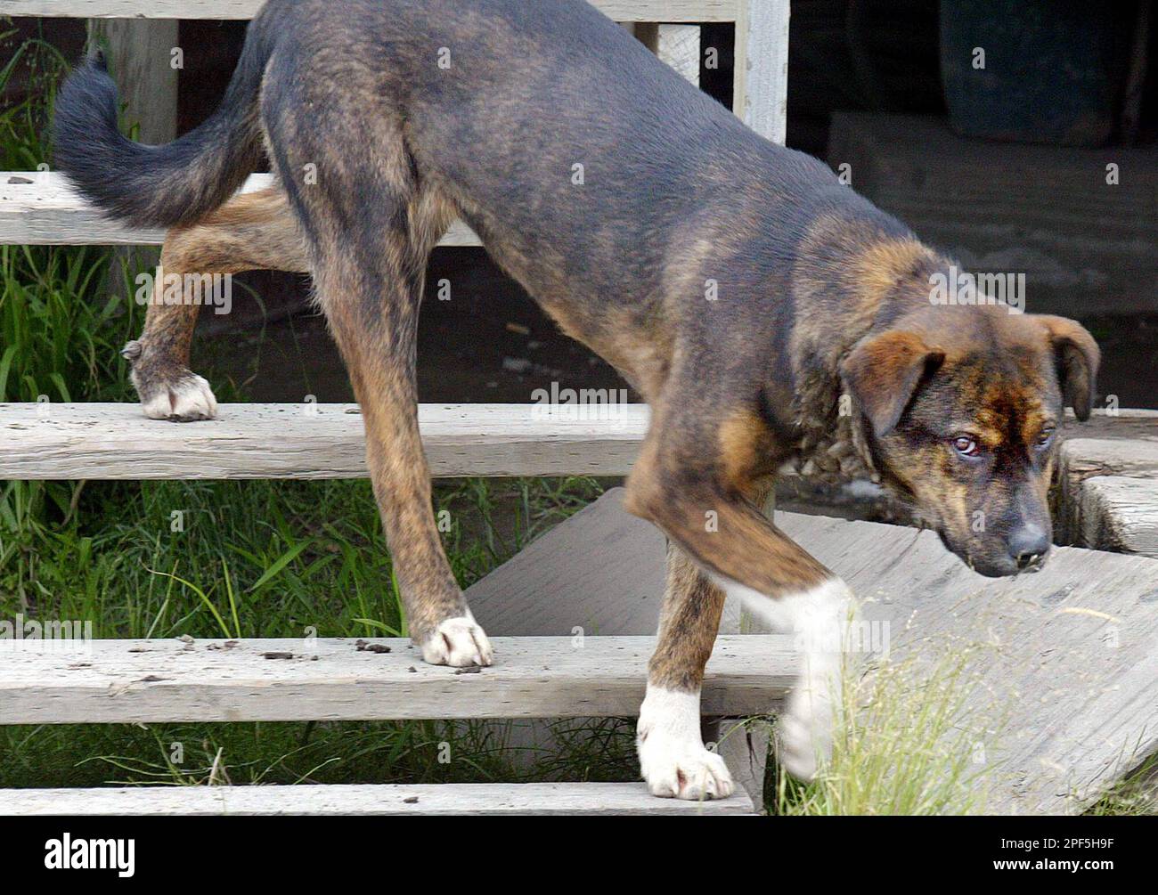 ** ADVANCE FOR WEEKEND AUG. 16 17 ** A stray dog that has a Crisco can