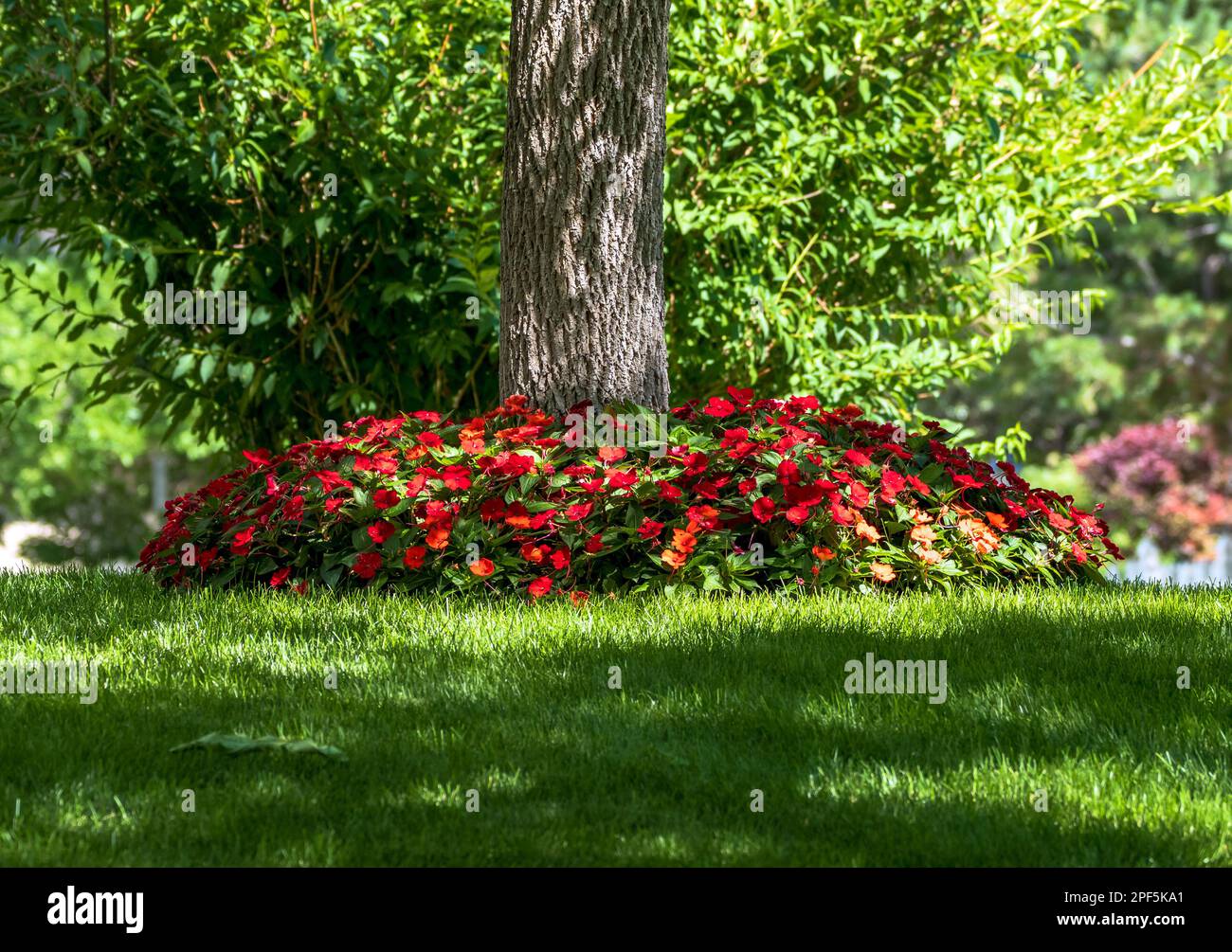 Red Impatiens flowers blooming prolifically around a tree, thriving in
