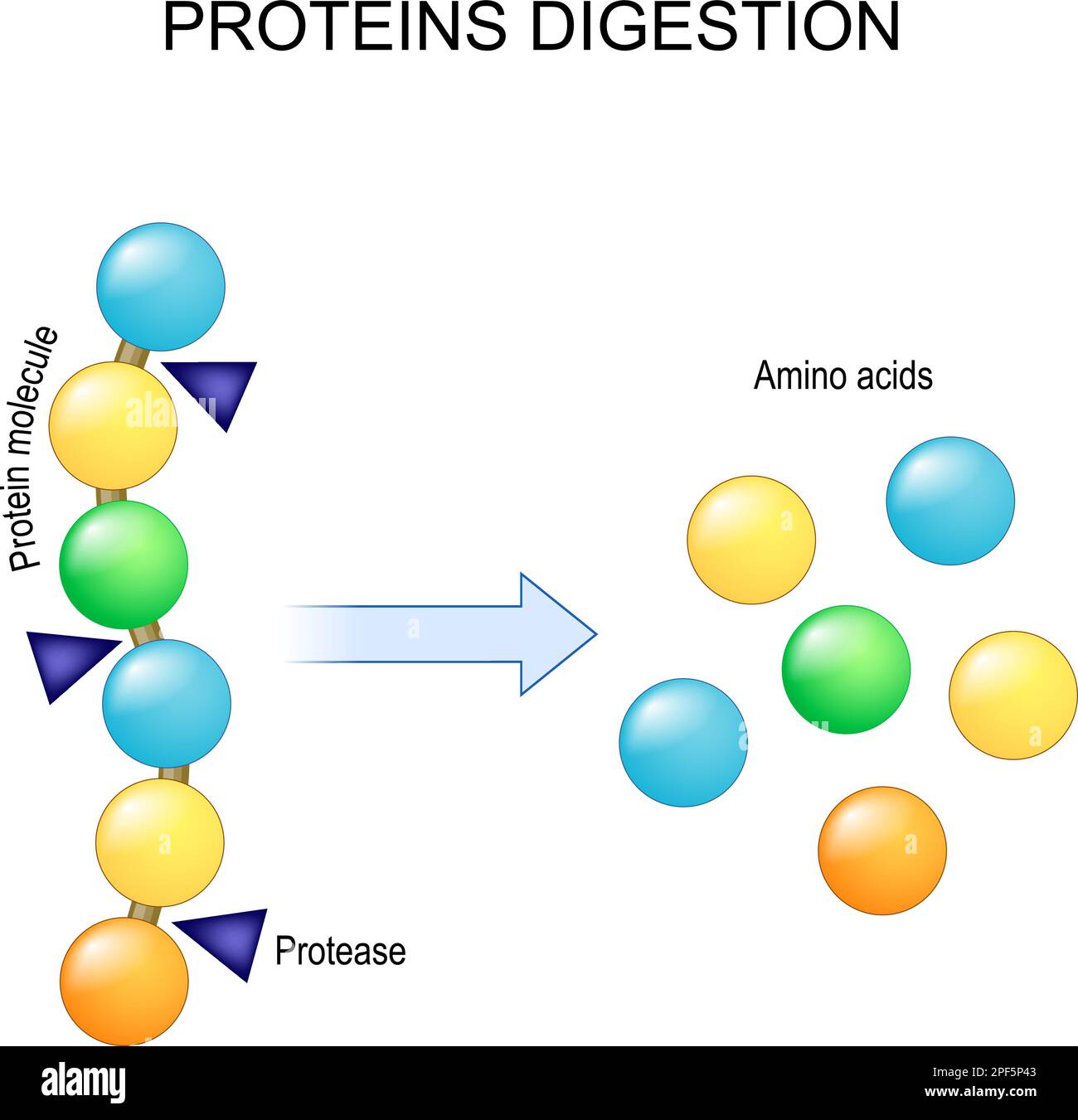 Protein digestion. Enzymes proteases are digestion breaks the protein into single amino acids, which are absorbed into the blood. Vector illustration Stock Vector
