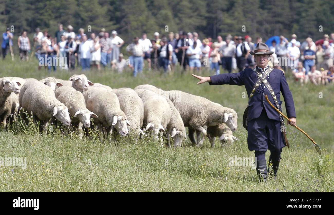 Schaefermeister Guenther Schoebel weist den Schafen den Weg waehrend