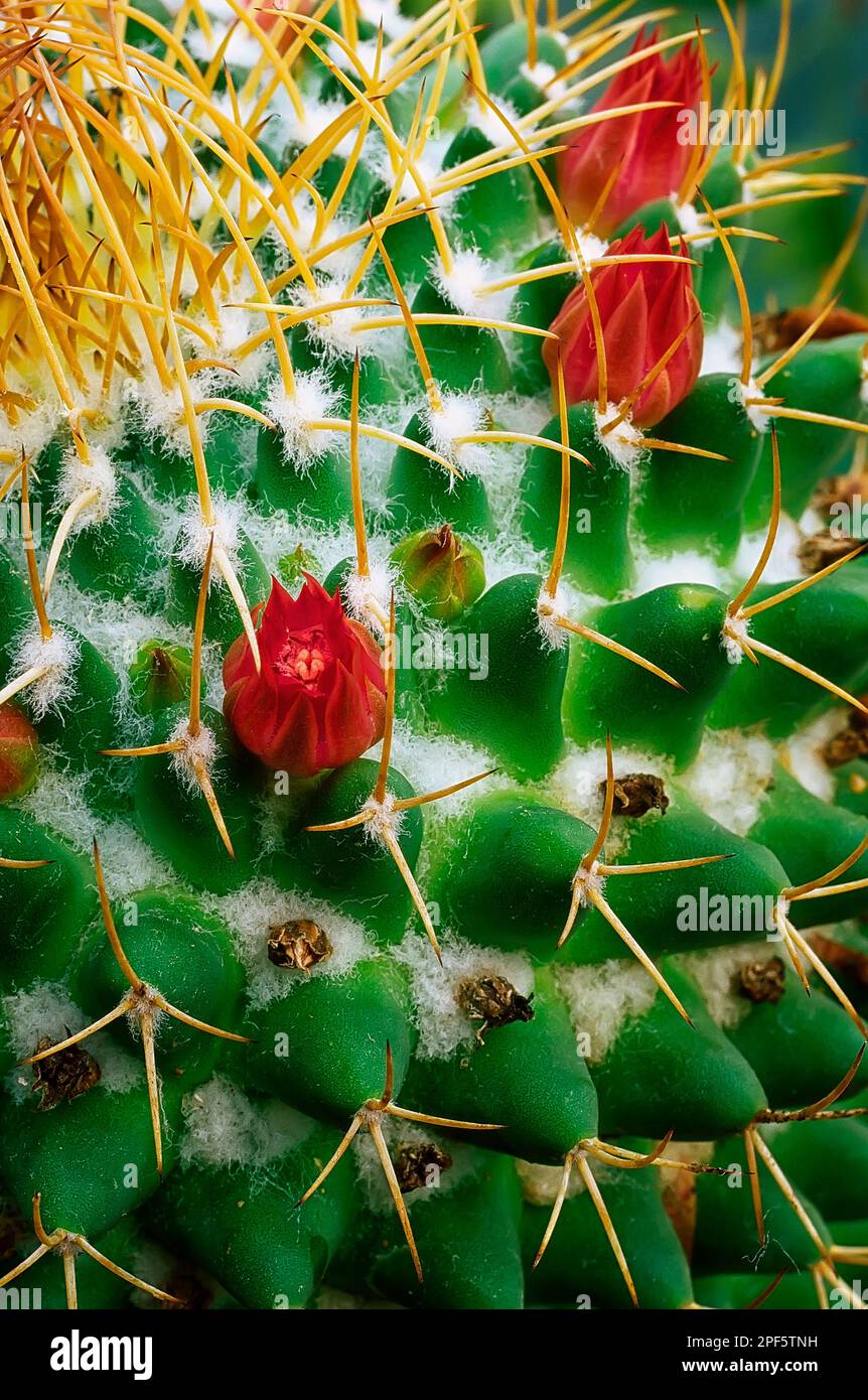 Pin-cushion cactus (Mammillaria carnea), Cacataceae. Succulent ornamental plant. solitary globe cactus with pink or red flowers. Stock Photo