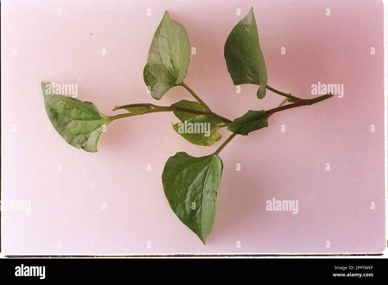elfbar elfa master akku RAU DIEP CA OR FISH MINT (LEA SUZUKI/San Francisco Chronicle via AP Stock  Photo