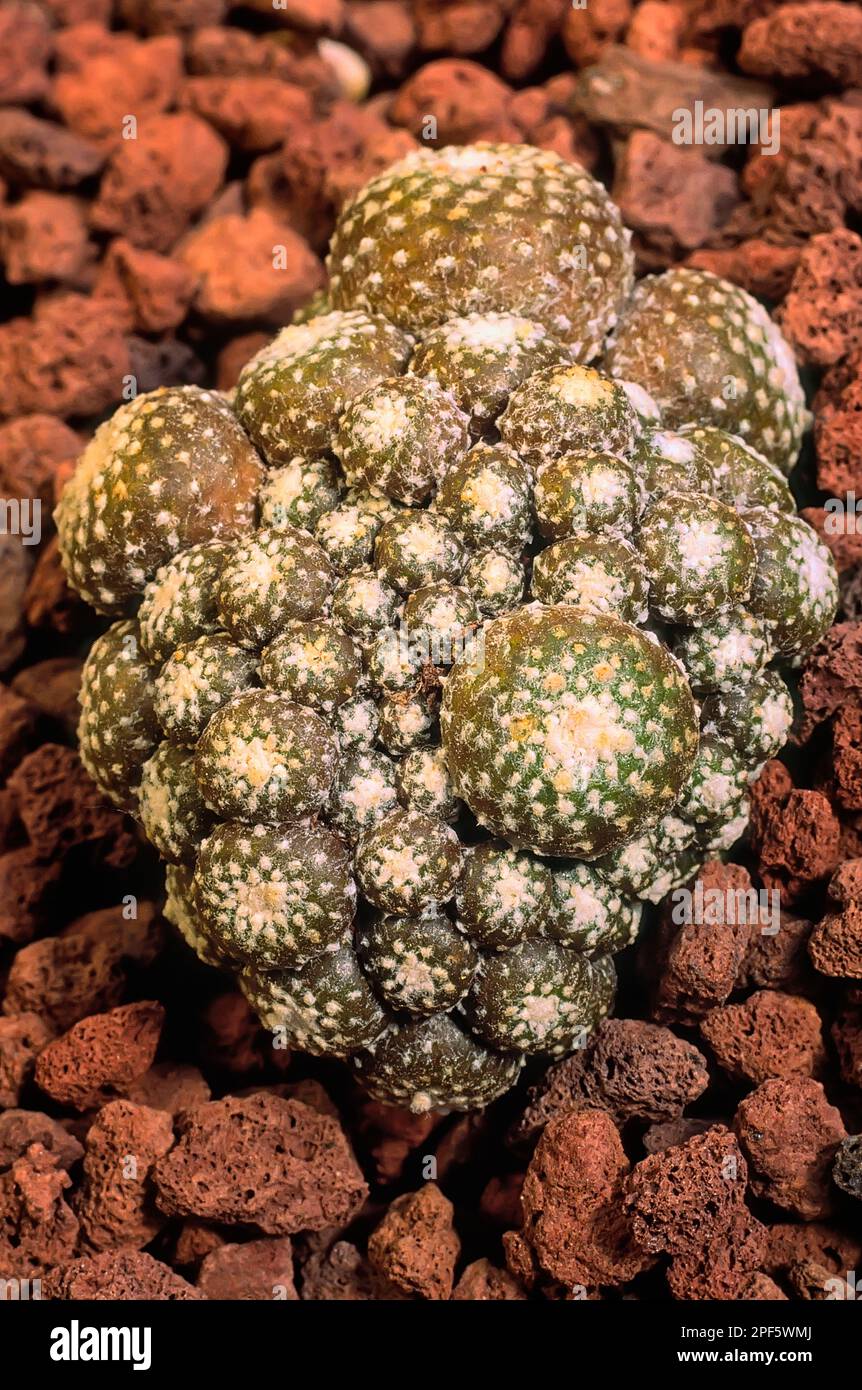 Blossfeldia liliputiana, Cactaceae. Rare succulent plant. Argentine cactus. Stock Photo