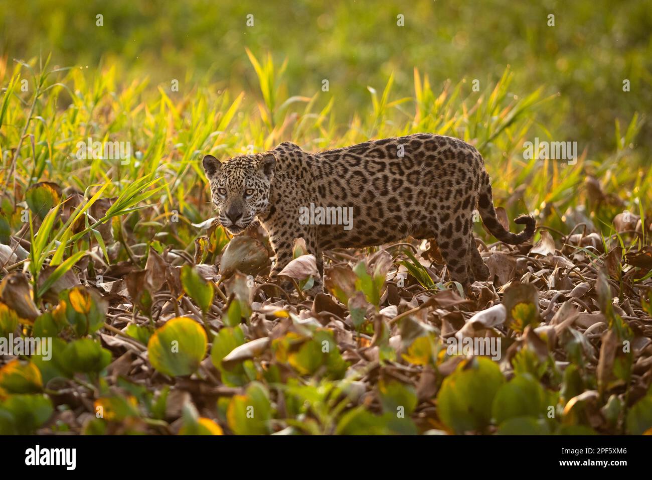 A Jaguar (Panthera onca) from North Pantanal, Brazil Stock Photo