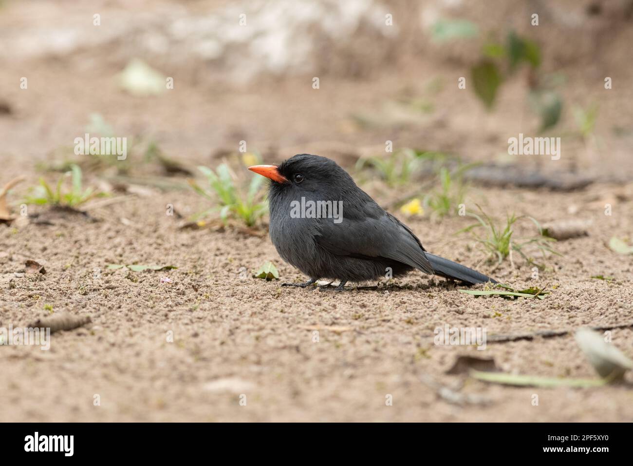 A Black-fronted Nunbird (Monasa nigrifrons) on the ground, North Pantanal, Brazil Stock Photo