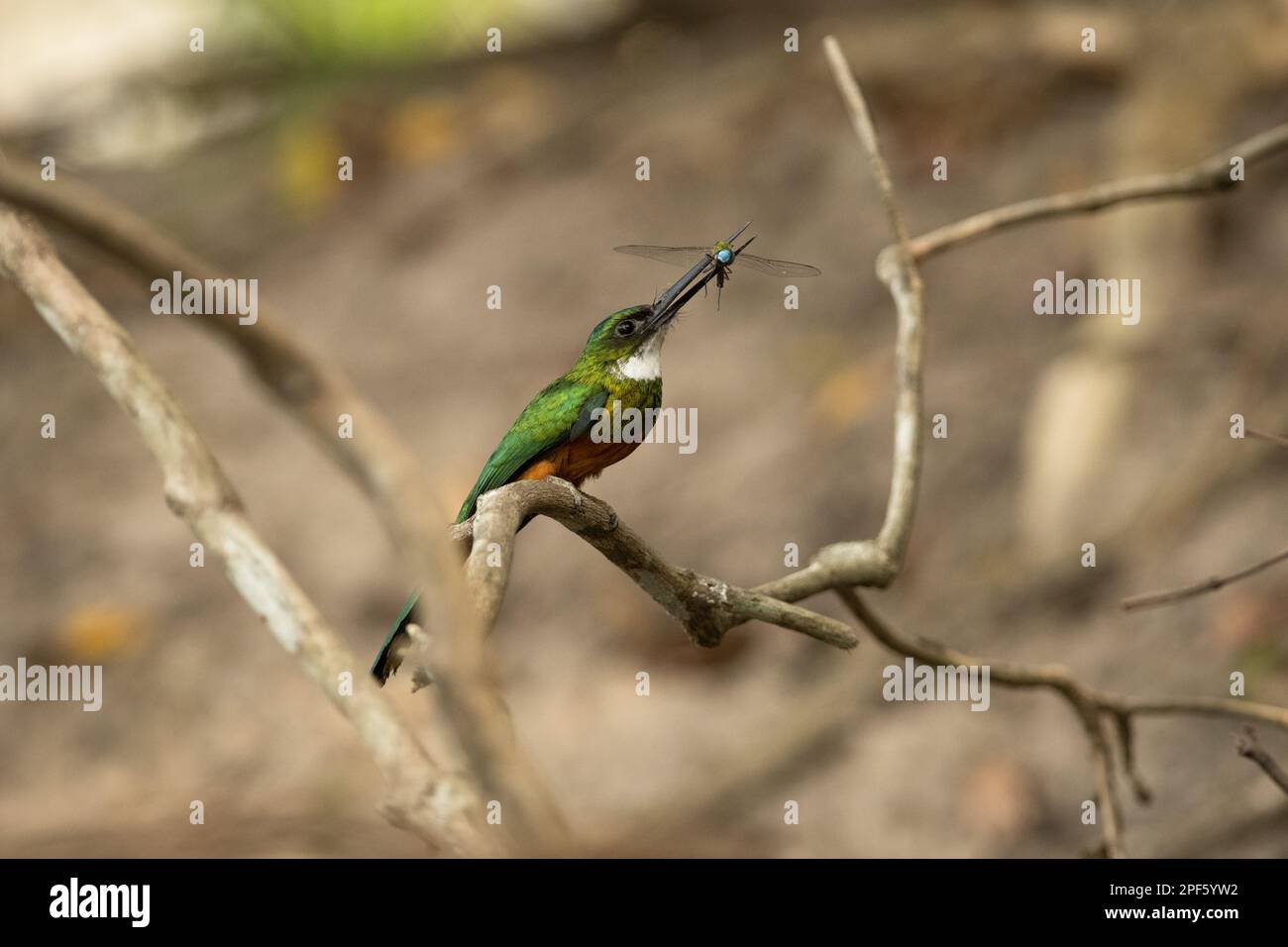 A Rufous-tailed Jacamar (Galbula ruficauda) with a dragonfly insect Stock Photo