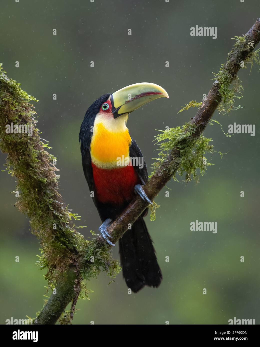 A Green-billed Toucan (Ramphastos diculorus) from SE Brazil's Atlantic Rainforest Stock Photo