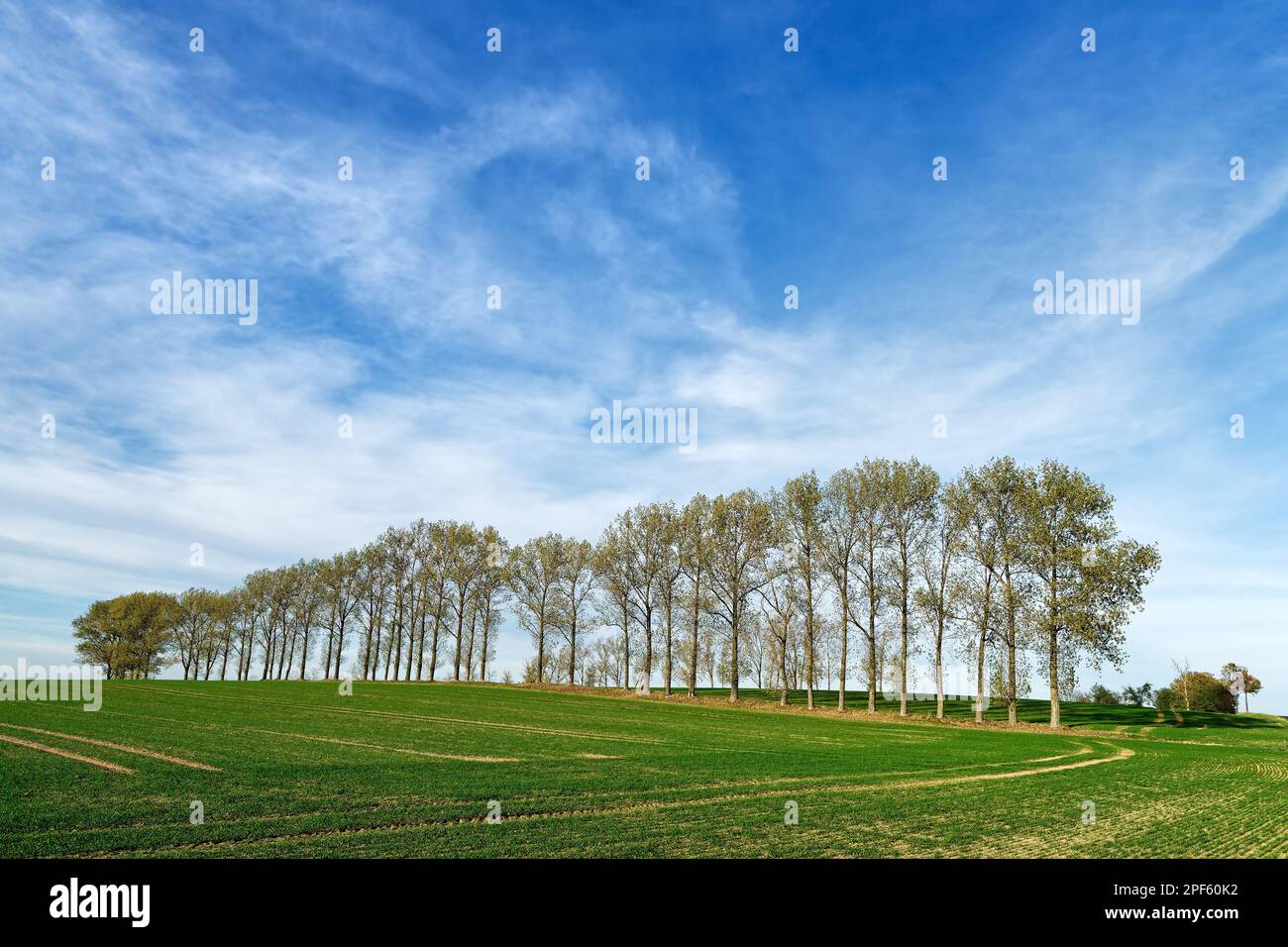 A striking row of trees in autumn colors leads across a field with low ...