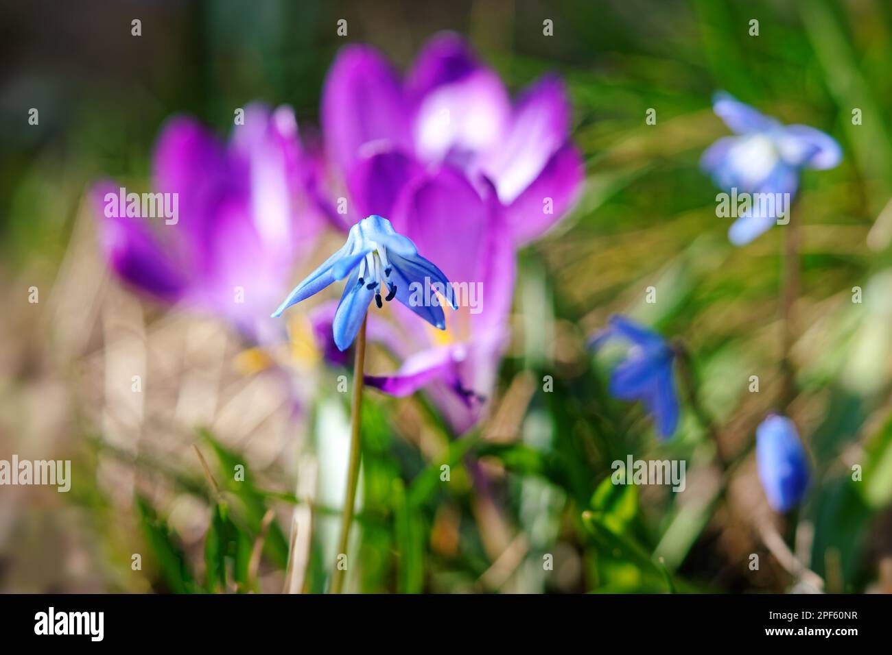 Close-up of the blue blossom of a blue star, behind it violet crocus blossoms, further blossoms in background blur Stock Photo