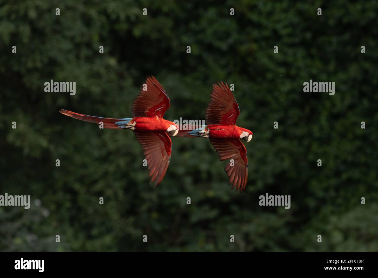 A pair of Red-and-green Macaws (Ara chloropterus) in flight, Central Brazil Stock Photo