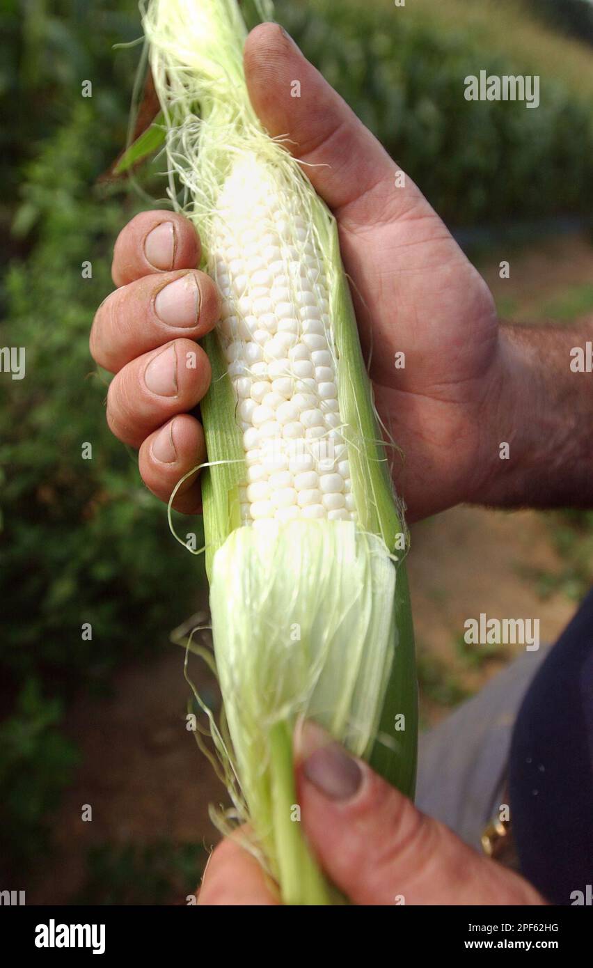 An ear of Silver King corn ready for harvest is seen Sunday, July 13