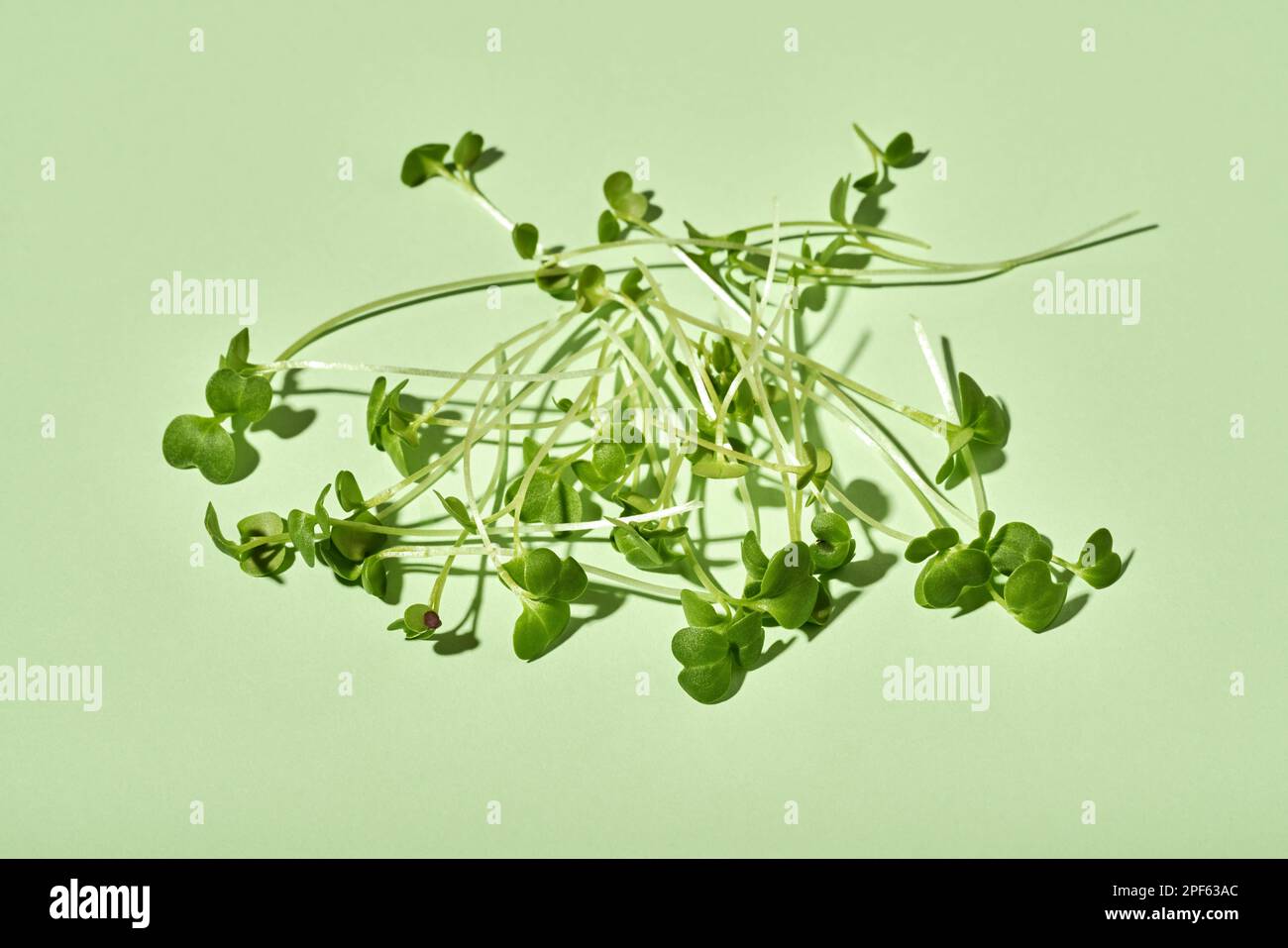 Fresh broccoli sprouts or microgreens on green background Stock Photo
