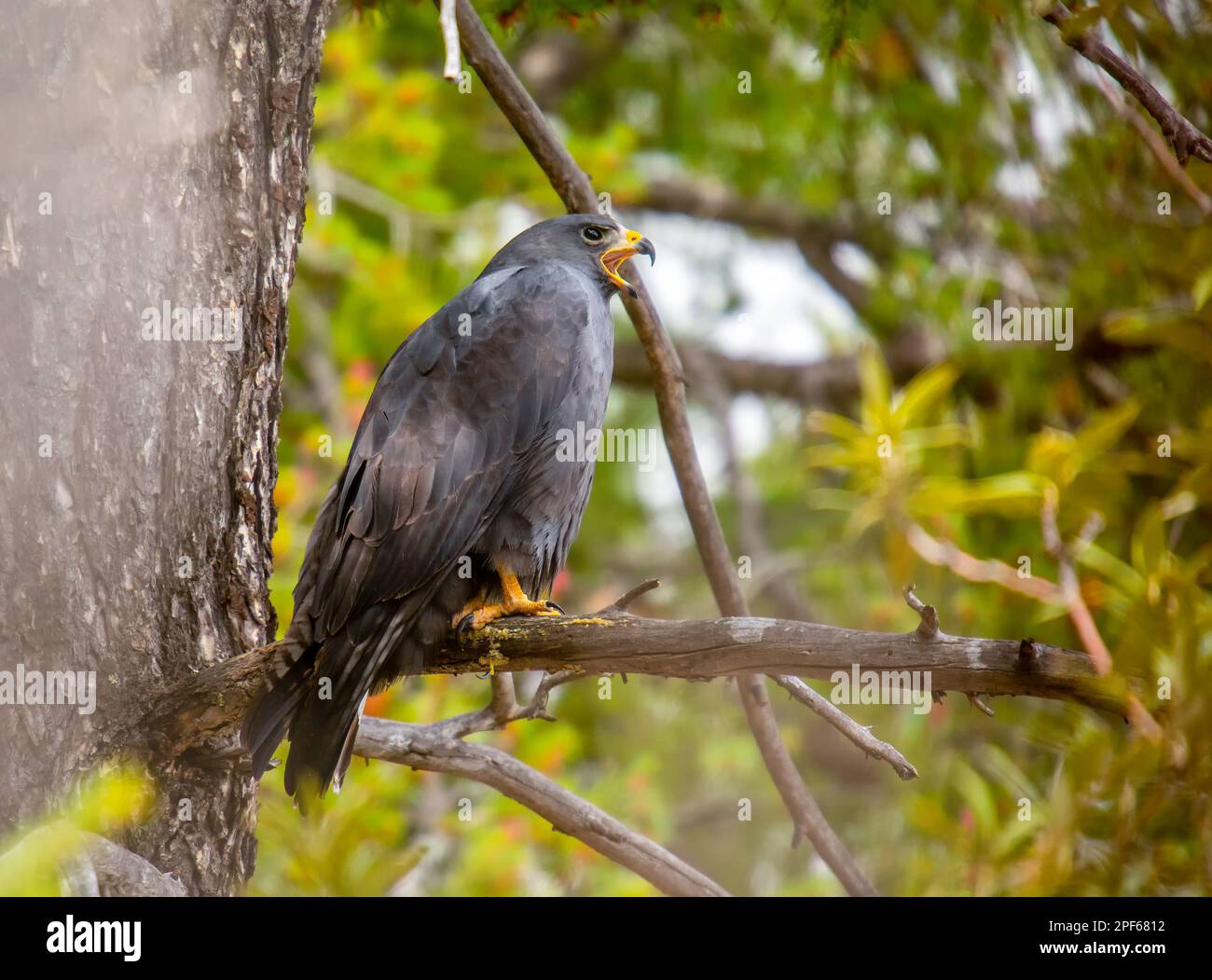 This beautiful Zone-tailed Hawk was calling for us as we hiked through