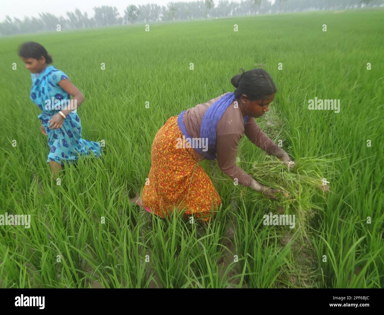 Naogaon. 17th Mar, 2023. Indigenous Santal women farmers work in a paddy field during the sunset on the outskirts of Kornai village in the Naogaon district. (Credit Image: © MD Mehedi Hasan/ZUMA Press Wire) EDITORIAL USAGE ONLY! Not for Commercial USAGE! Stock Photo