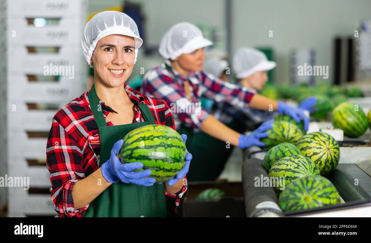 Woman sorting ripe watermelons and checking quality on conveyor belt at