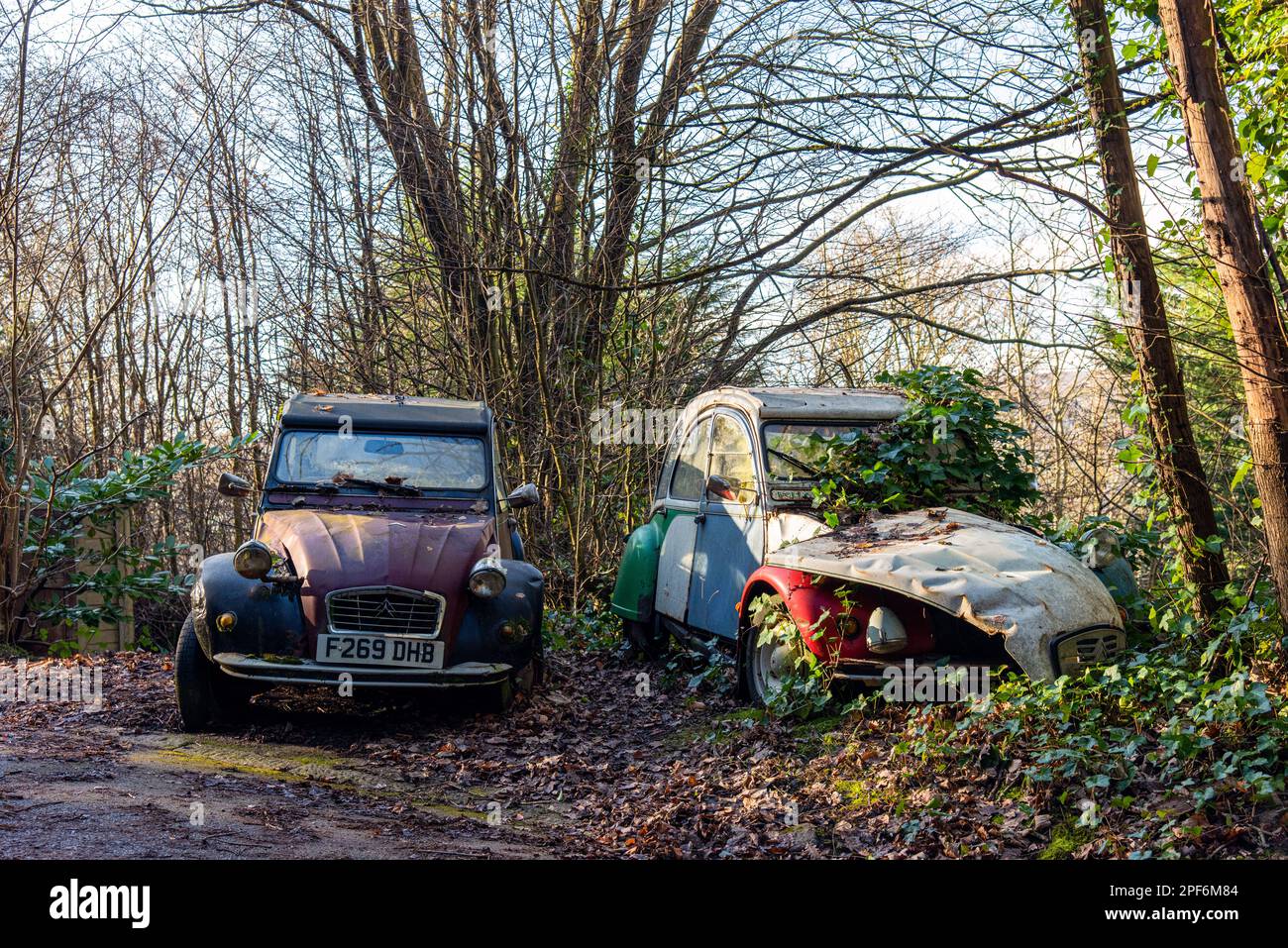 Two unused Citroen 2CVs stand side by side on the edge of a wood by a country lane, one overgrown with ivy. Stock Photo