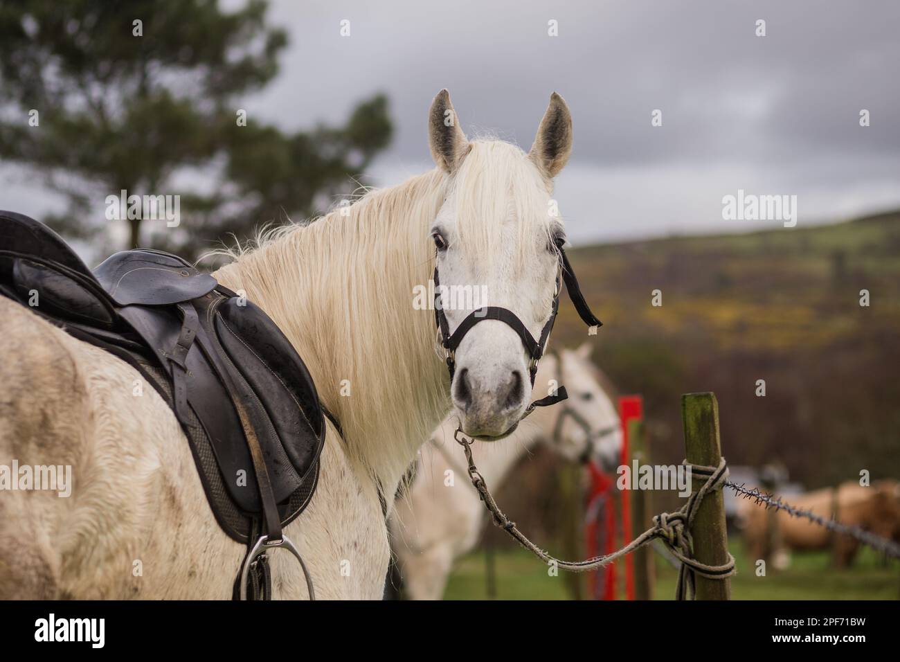 beautiful outdoor portrait from andalusian pure spanish purebred horses Stock Photo