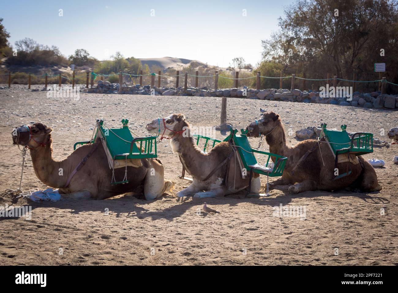 Close up of a camel. Camel caravan tour in the dunes of Maspalomas, Gran Canaria, Canary Islands. Stock Photo