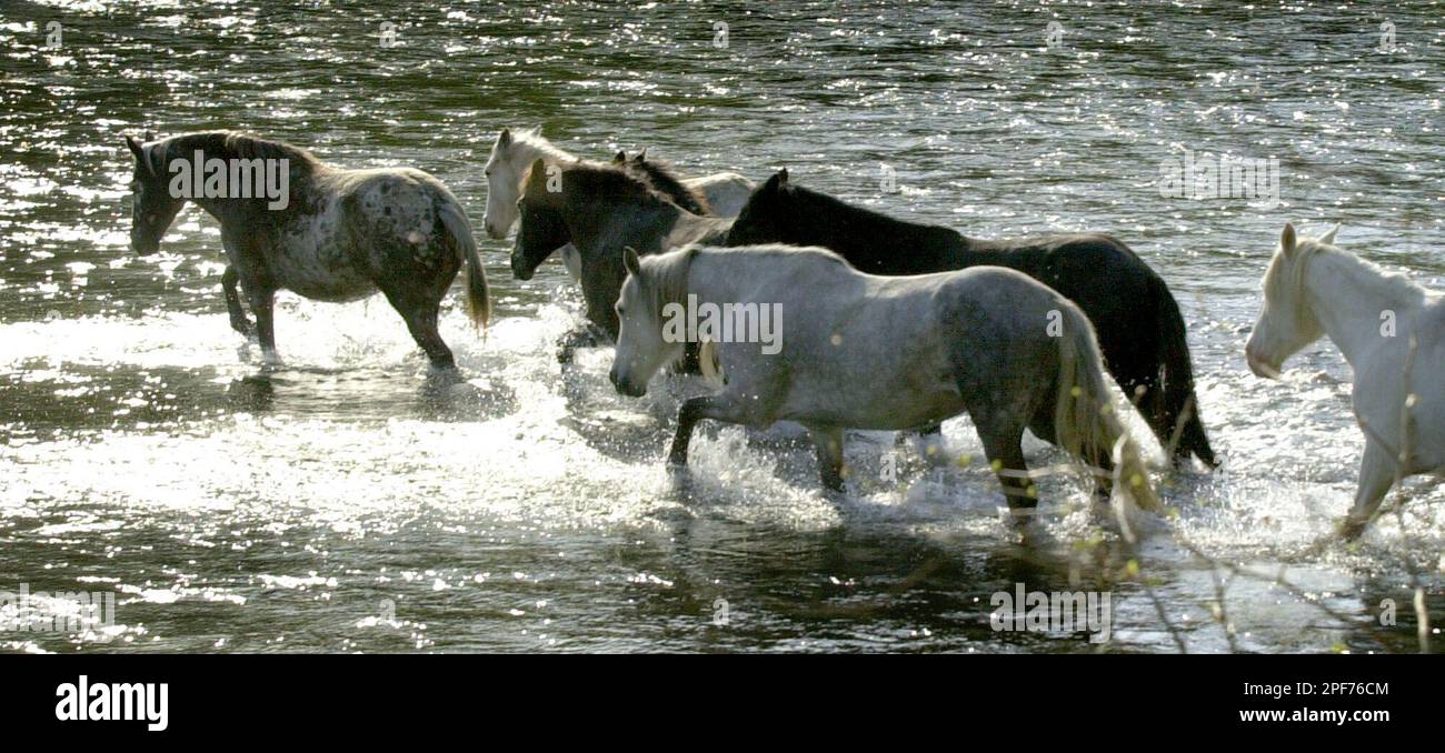 A herd of wild horses crosses the Current River near Eminence, Mo