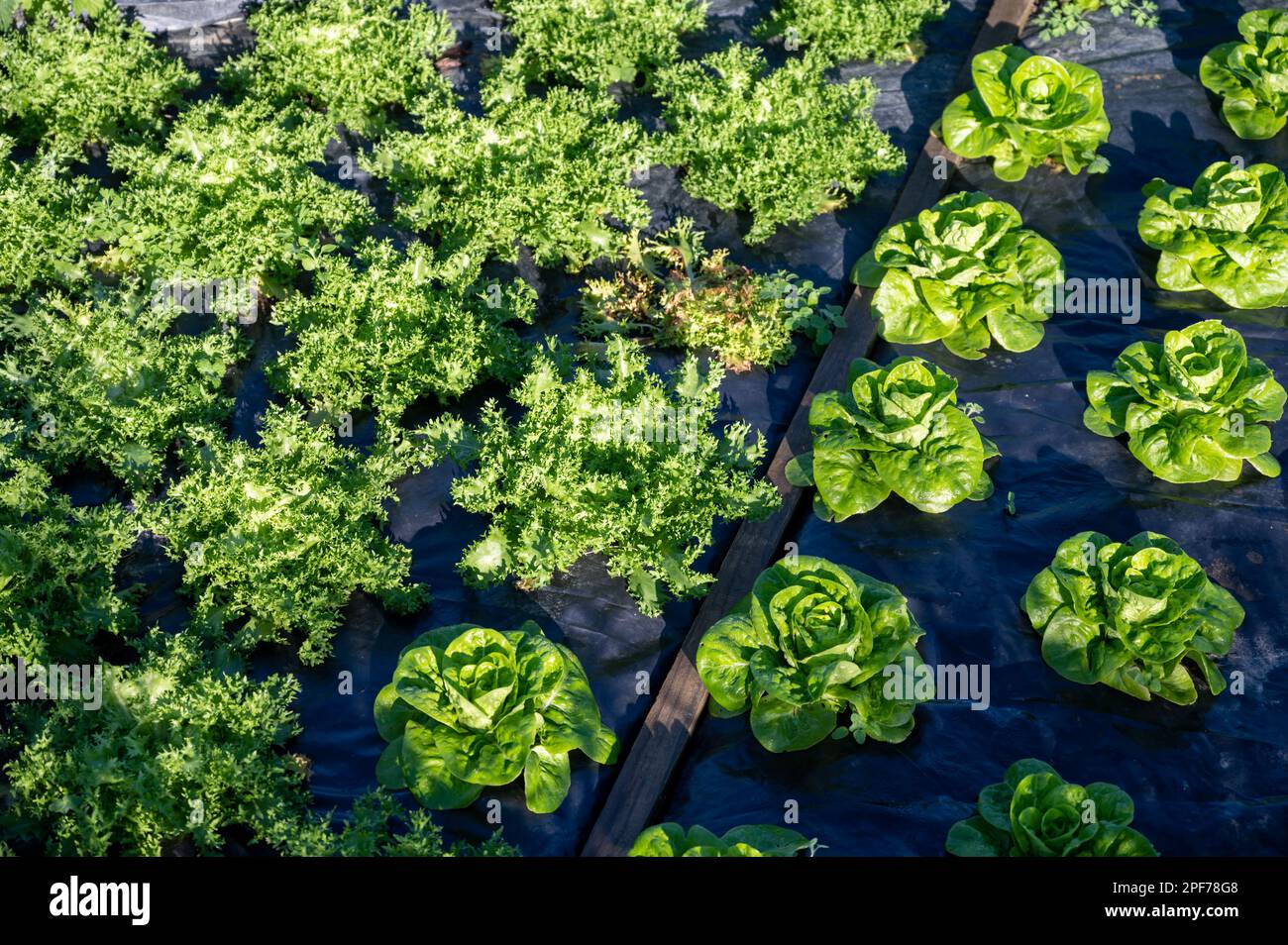 Organic vegetable garden with fertile covered soils and rows of growing