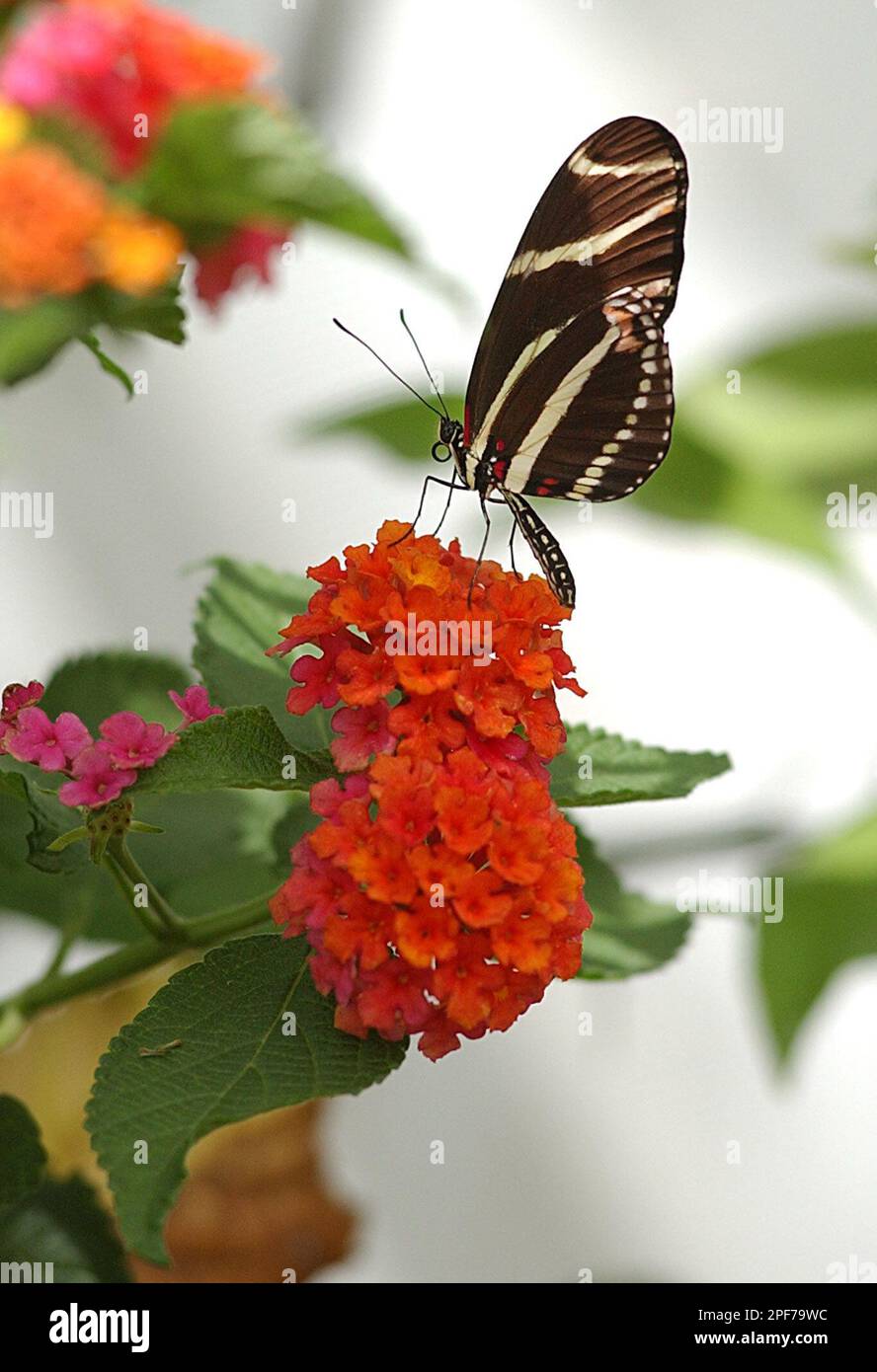 A Zebra Longwing butterfly eats nectar from a flower inside the Roger Williams Park Botanical