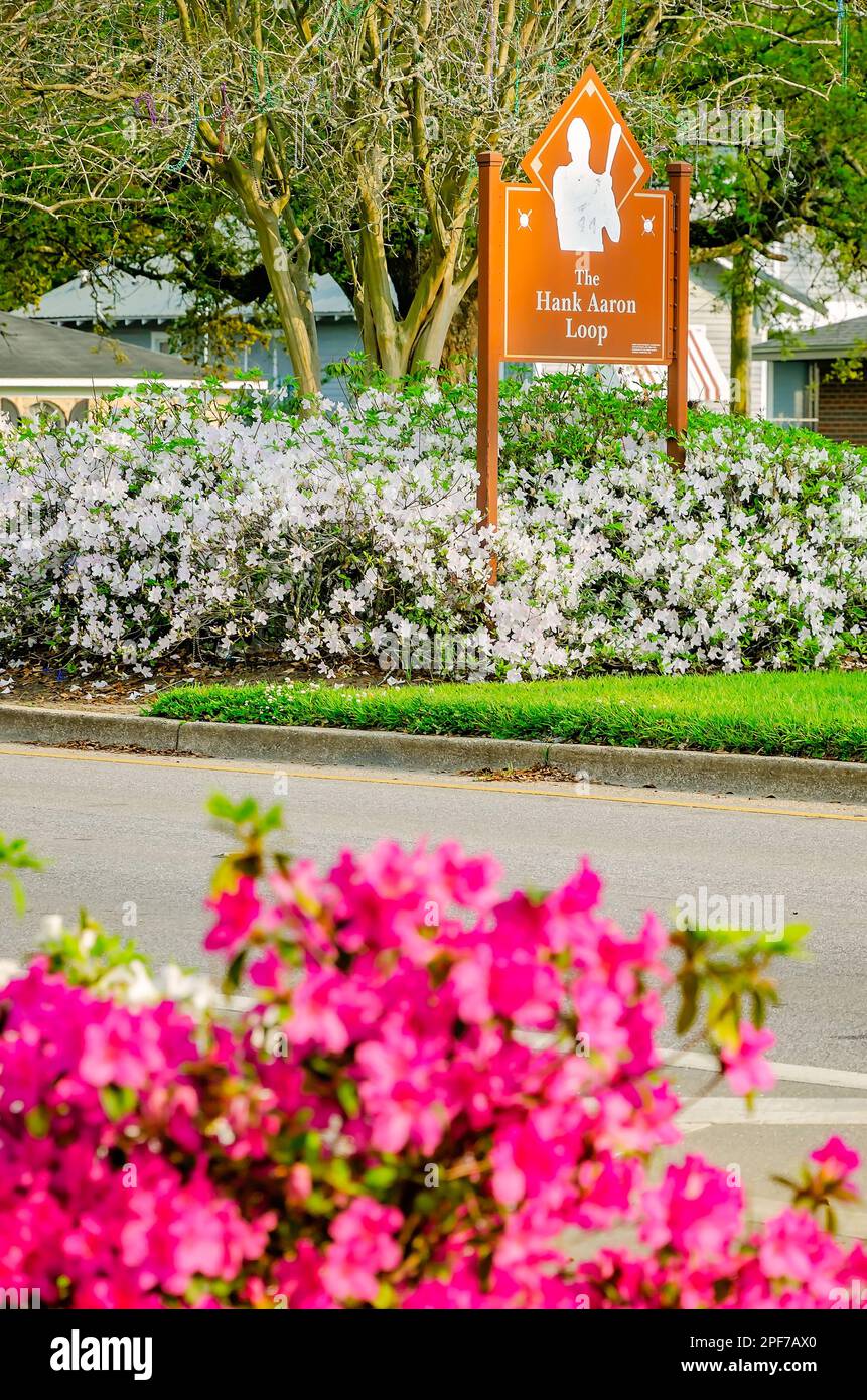 Hank Aaron Loop is decorated by Southern Indian azaleas (Rhododendron indicum), March 8, 2023, in Mobile, Alabama. Stock Photo