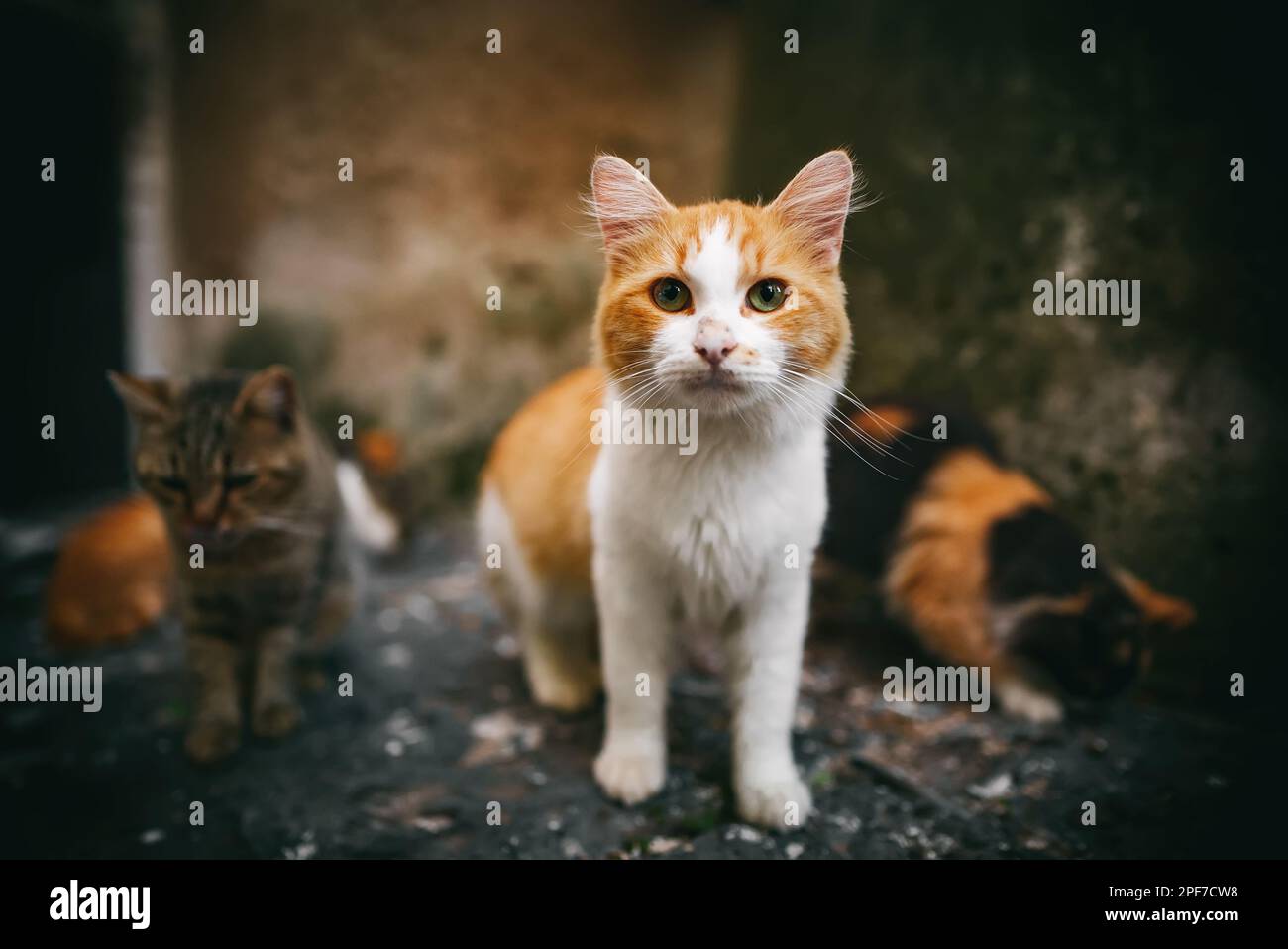 Feral cats in istanbul hi-res stock photography and images - Alamy