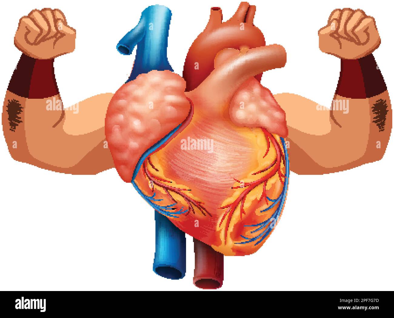 Human heart with two strong arms illustration Stock Vector Image & Art ...