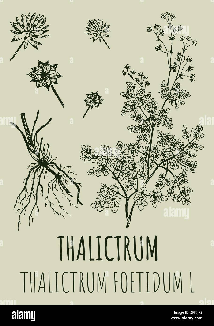 Drawings of THALICTRUM. Hand drawn illustration. Latin name THALICTRUM FOETIDUM L. Stock Photo