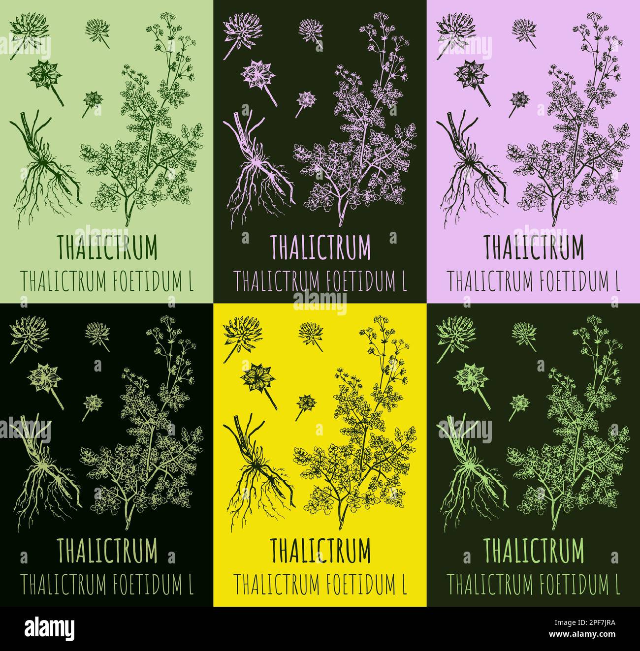 Set of drawings THALICTRUM in different colors. Hand drawn illustration. Latin name THALICTRUM FOETIDUM L. Stock Photo