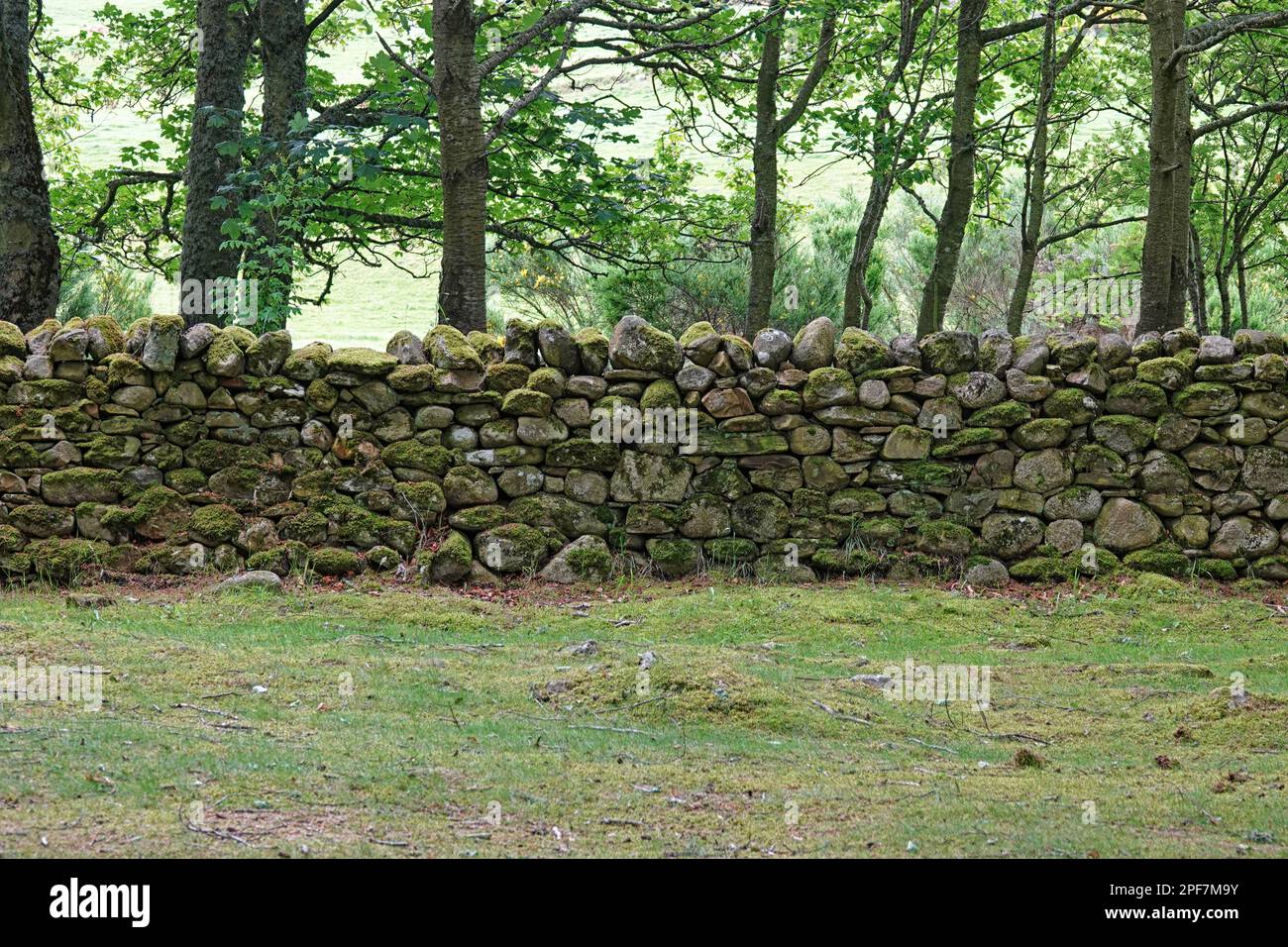 A Irish dry stone wall divides two agricultural fields. Some of these stonework walls date back thousands of years, although most are centuries-old. Stock Photo