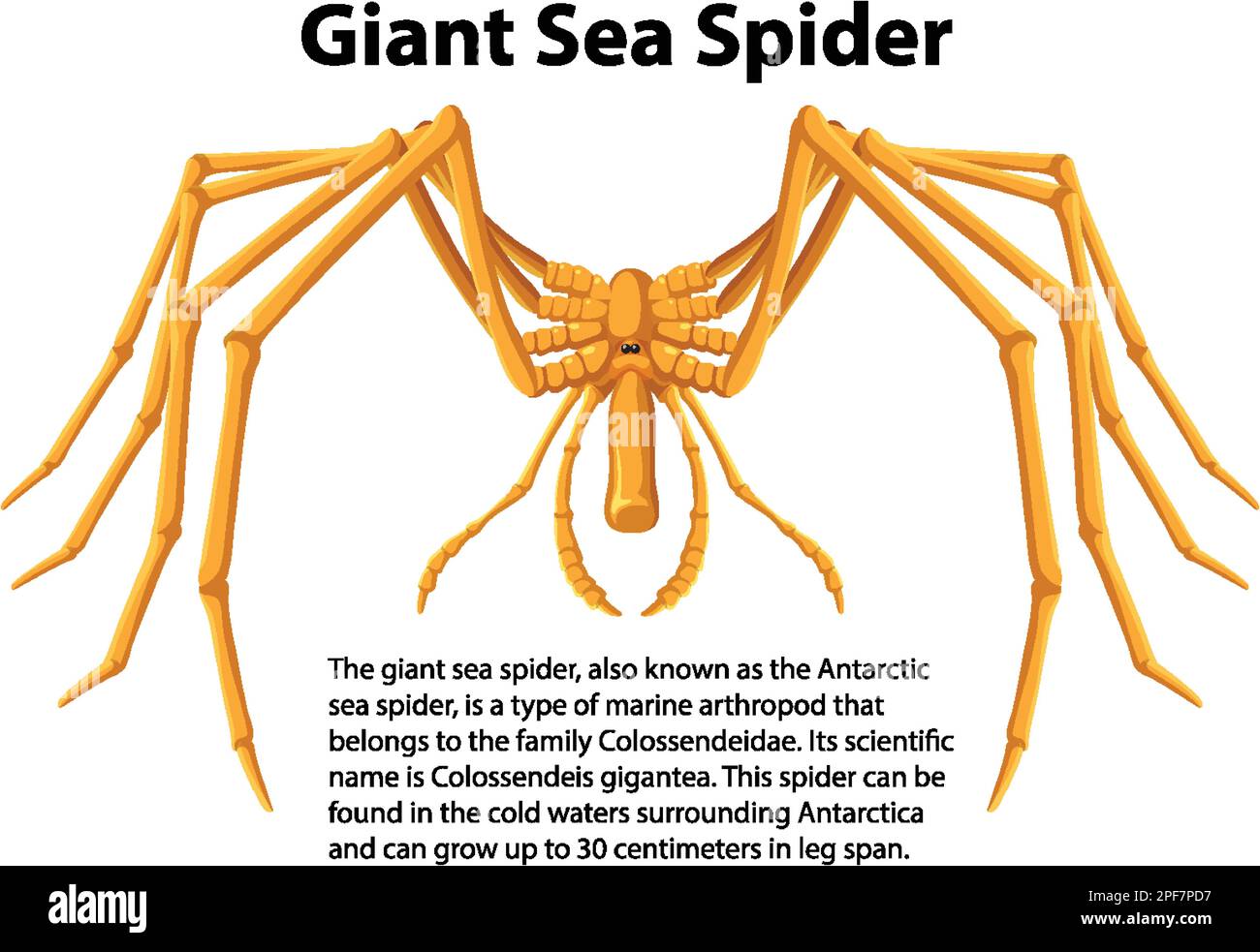 Antarctic Sea Spider antarctic-sea-spider