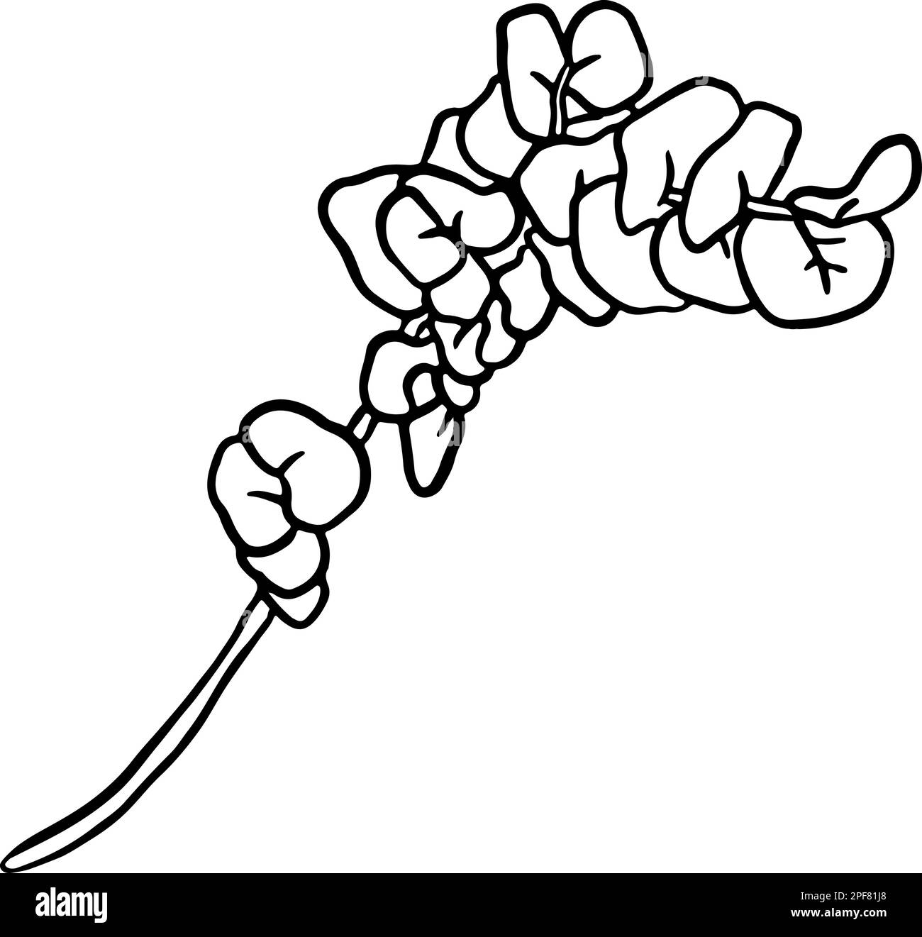 Hand Drawn Sketch Round Leaves Branch Stock Vector Image & Art - Alamy