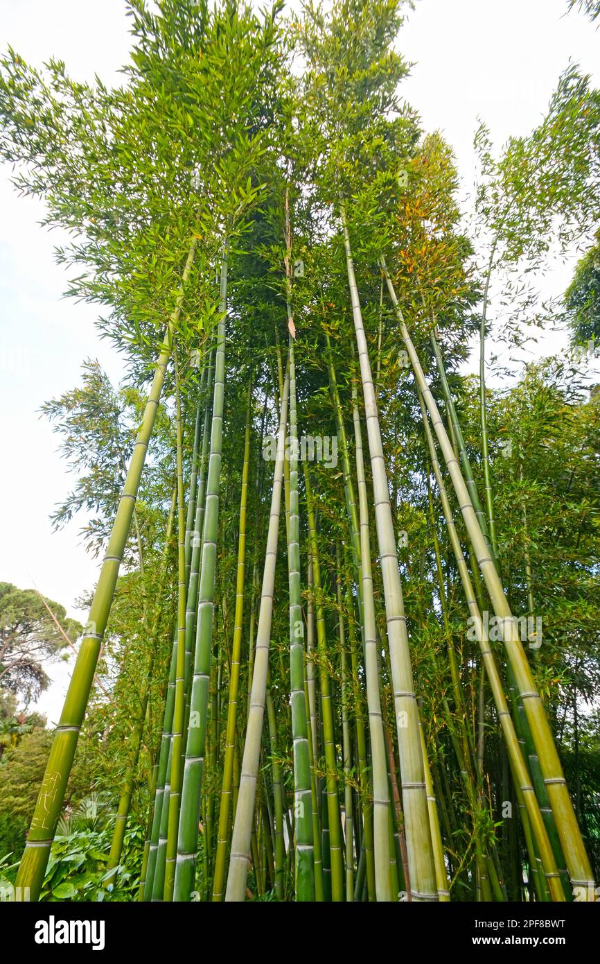 Bamboo forest canopy Stock Photo - Alamy