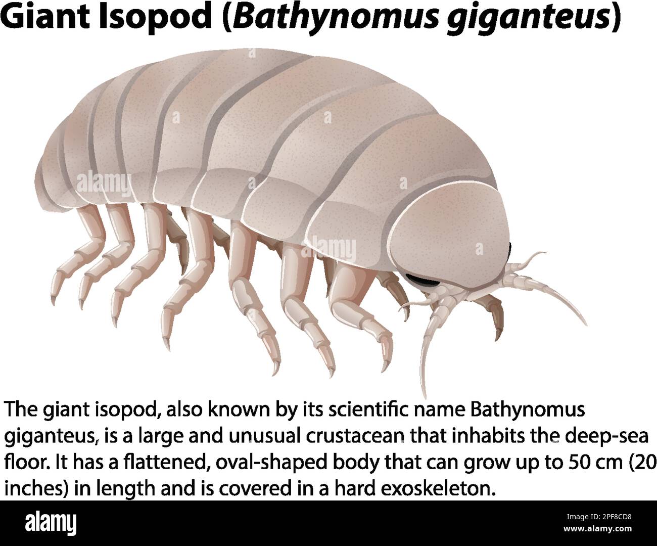 Giant Isopod (Bathynomus Giganteus) with Informative Text illustration Stock Vector